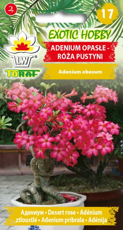 adenium-opasle-roza-pustyni-nasiona.jpg
