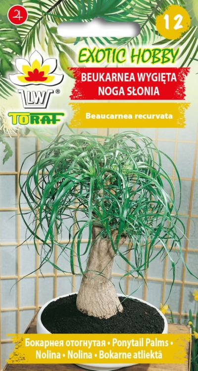 beukarnea-wygieta-noga-slonia-nasiona.jpg