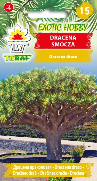 dracena-smocza-nasiona.jpg