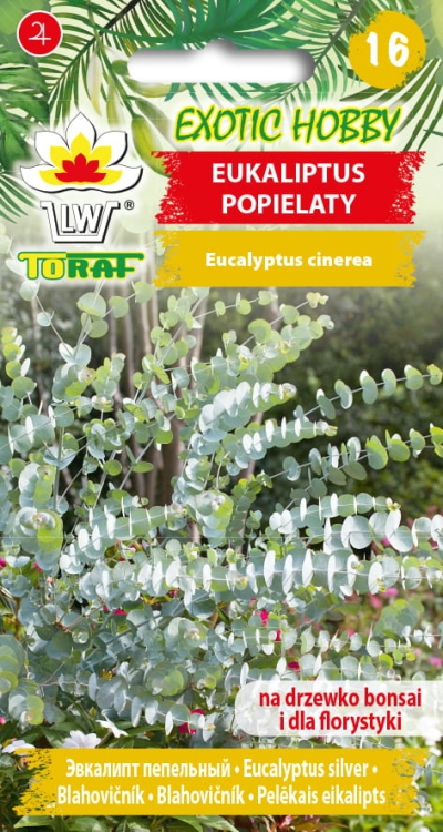 eukaliptus-popielaty-nasiona.jpg