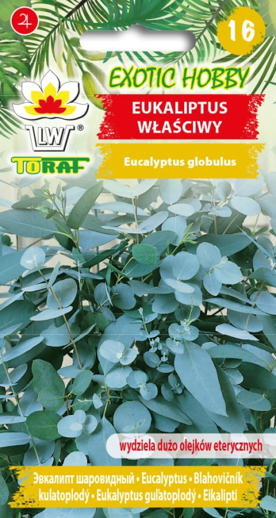 eukaliptus-wlasciwy-nasiona.jpg