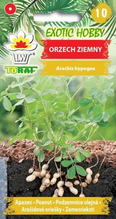 orzech-ziemny-nasiona.jpg