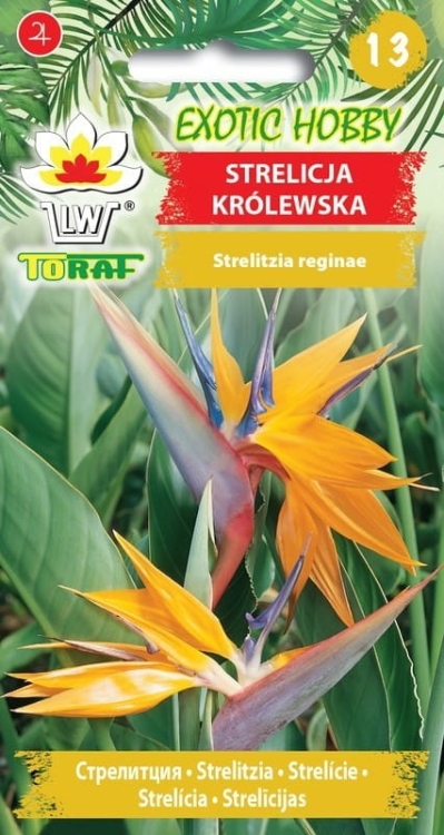 strelicja-krolewska-rajski-ptak-nasiona.jpg