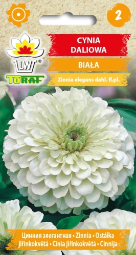 cynia-daliowa-biala-nasiona.jpg