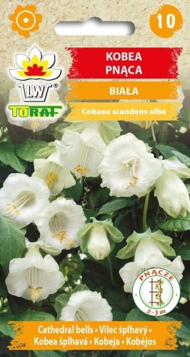 kobea-pnaca-biala-nasiona.jpg