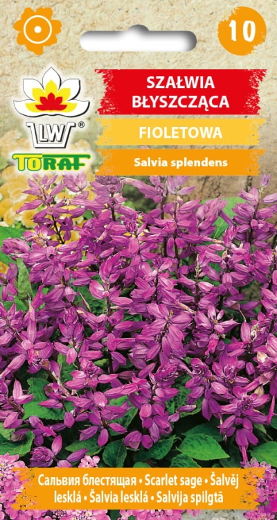 szalwia-blyszczaca-fioletowa-nasiona.jpg