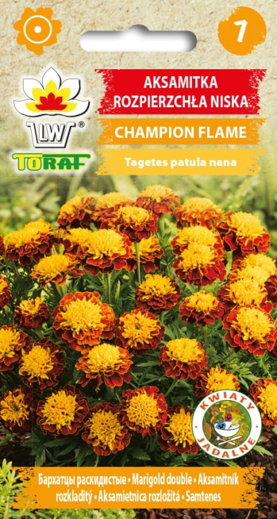 aksamitka-champion-flame-nasiona.jpg