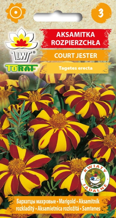 aksamitka-court-jester-nasiona.jpg