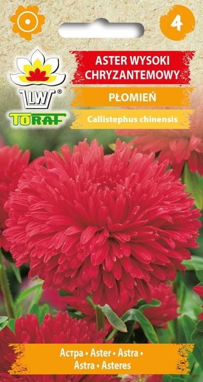 aster-chryzantemowy-plomien-nasiona.jpg