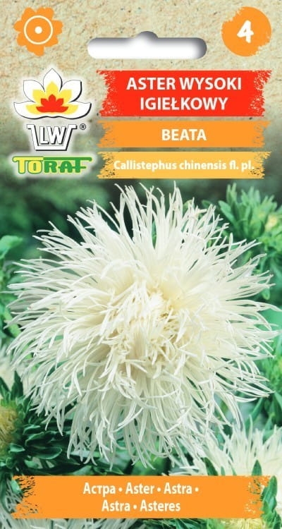 aster-igielkowy-beata-nasiona.jpg