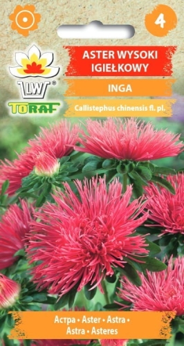 aster-igielkowy-inga-nasiona.jpg