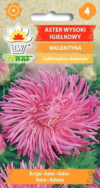 aster-igielkowy-walentyna-nasiona.jpg