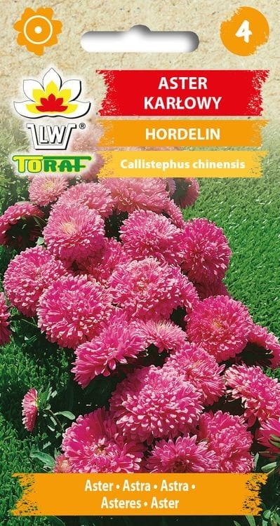 aster-karlowy-hordelin-nasiona.jpg