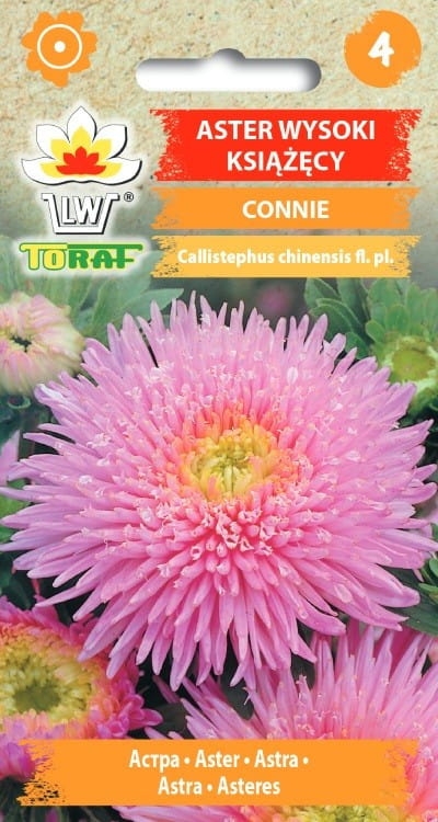 aster-ksiazecy-connie-nasiona.jpg