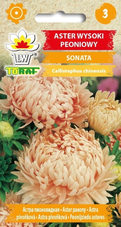 aster-peoniowy-sonata-nasiona.jpg