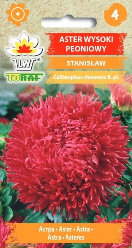 aster-peoniowy-stanislaw-nasiona.jpg