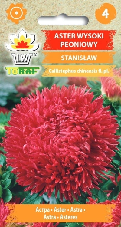 aster-peoniowy-stanislaw-nasiona.jpg