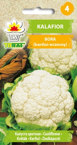 kalafior-bora-nasiona.jpg