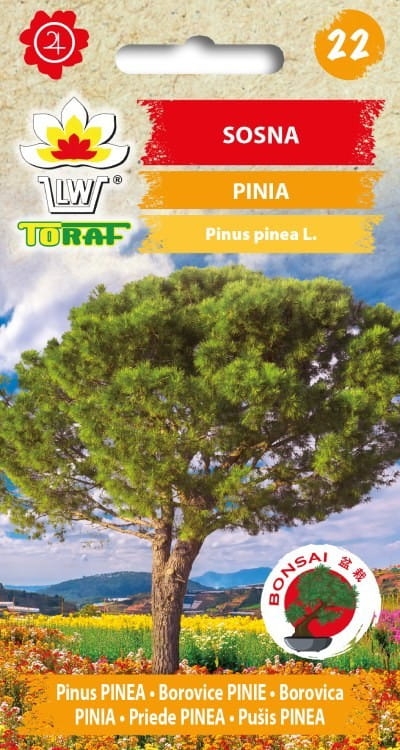 sosna-pinia-nasiona.jpg