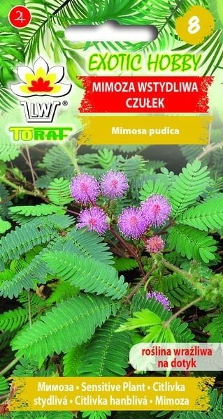 mimoza-wstydliwa-czulek-nasiona.jpg