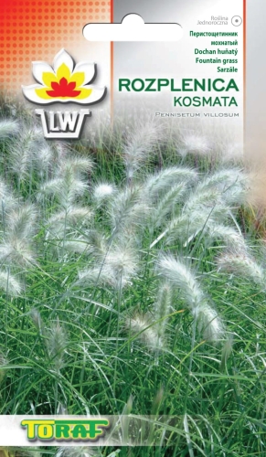 rozplenica-kosmata-trawa-nasiona.jpg