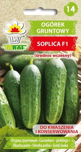 ogorek-gruntowy-soplica-nasiona.jpg