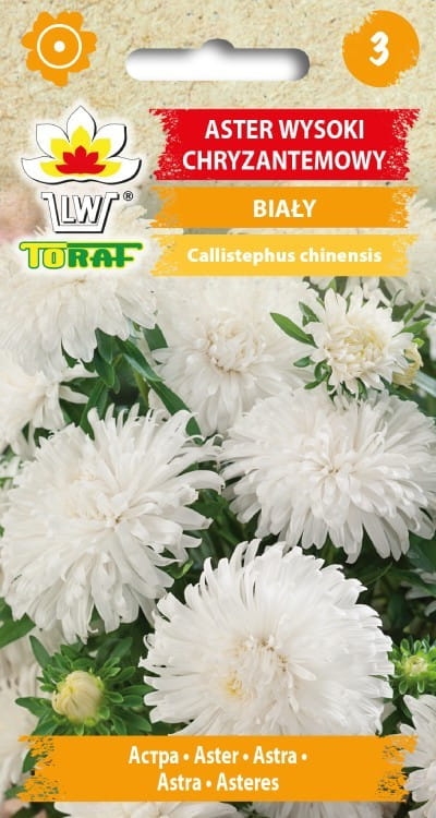 aster-chryzantemowy-bialy-nasiona.jpg