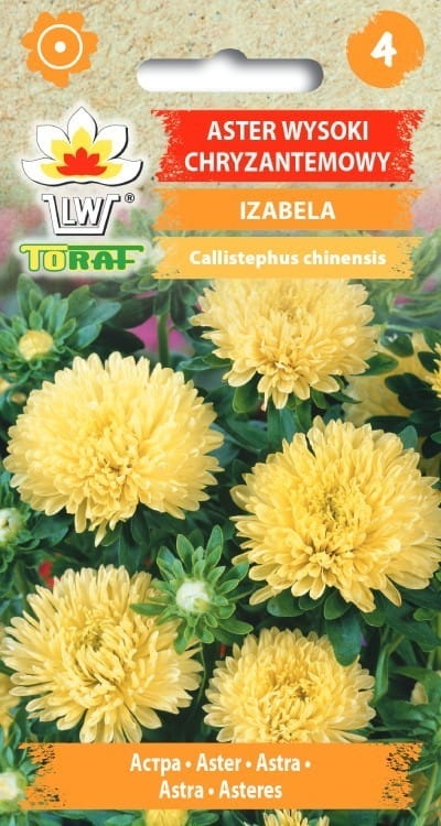 aster-chryzantemowy-izabela-nasiona.jpg