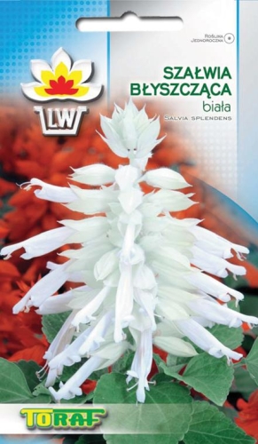 szalwia-blyszczaca-biala-nasiona.jpg