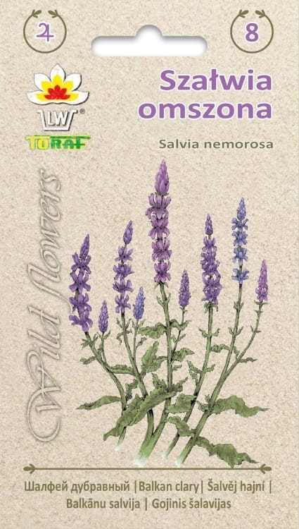 szalwia-omszona-nasiona.jpg