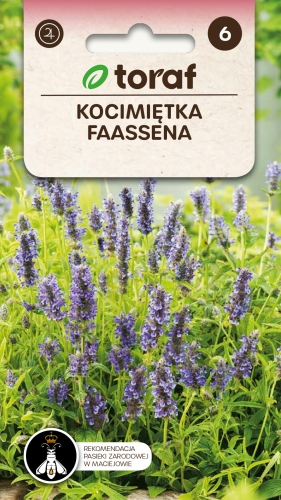 kocimietka-faassena-nasiona.jpg