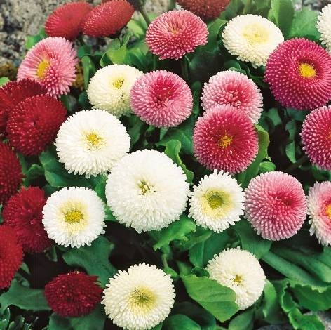 stokrotka-pomponowa-mieszanka-nasiona-10g.jpg