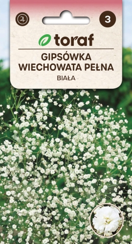 gipsowka-pelna-wiechowata-biala-nasiona.jpg