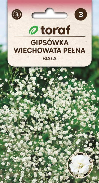 gipsowka-pelna-wiechowata-biala-nasiona.jpg