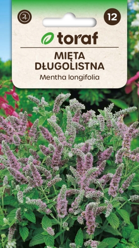 mieta-dlugolistna-nasiona.jpg
