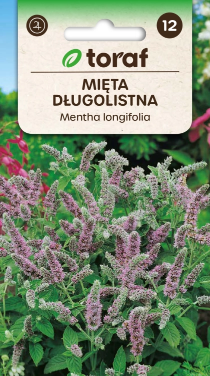 mieta-dlugolistna-nasiona.jpg