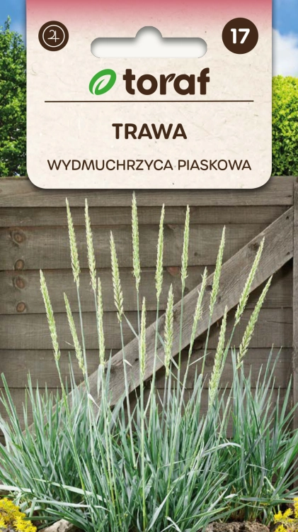 wydmuchrzyca-piaskowa-trawa-nasiona.jpg