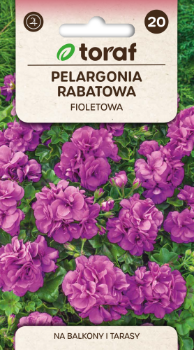 pelargonia-rabatowa-fioletowa-nasiona.png