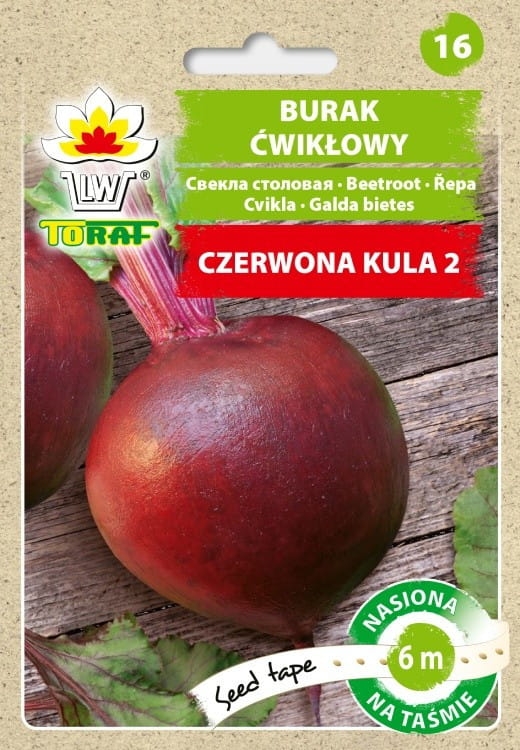burak-czerwona-kula-nasiona-na-tasmie-6m.jpg