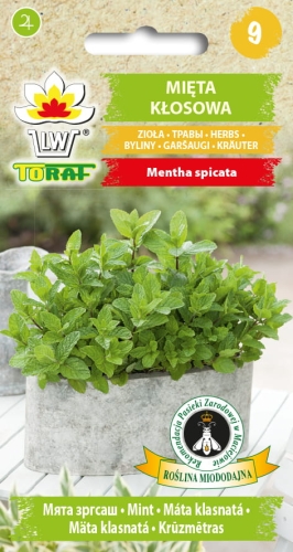 mieta-klosowa-nasiona-ziol.jpg
