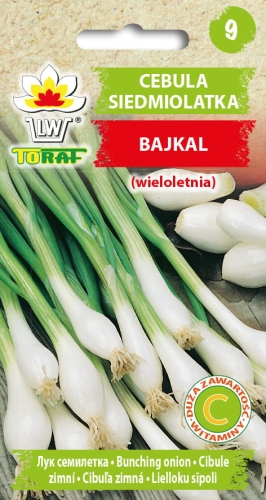 cebula-siedmiolatka-bajkal-nasiona-warzyw-3g.jpg