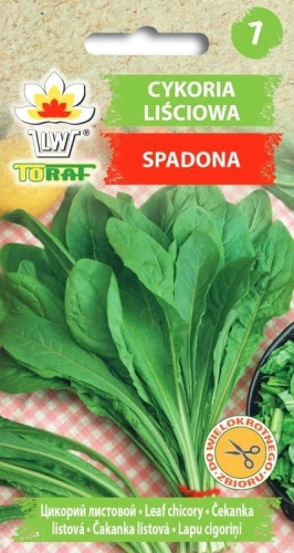 cykoria-spadona-nasiona-warzyw-5g.jpg
