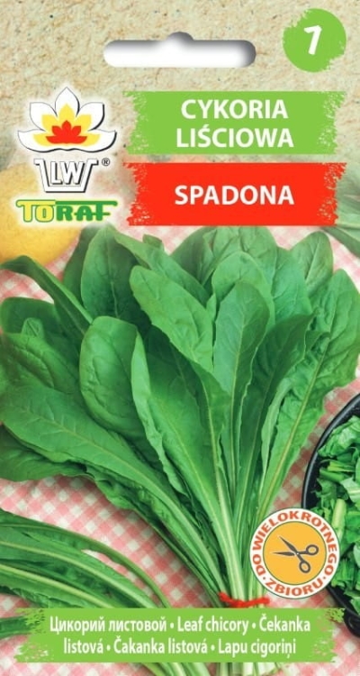 cykoria-spadona-nasiona-warzyw-5g.jpg