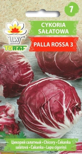 cykoria-palla-rosa-nasiona-warzyw-5g.jpg