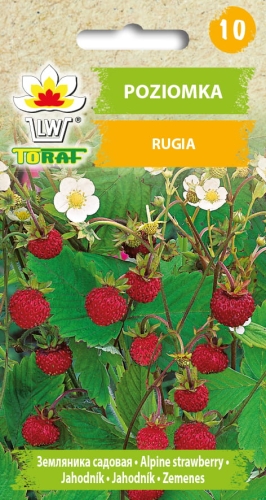 poziomka-rugia-nasiona.jpg