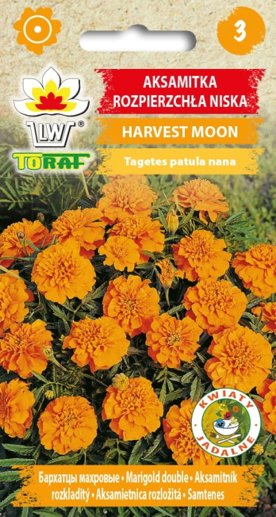 aksamitka-harvest-moon-nasiona-kwiatow.jpg