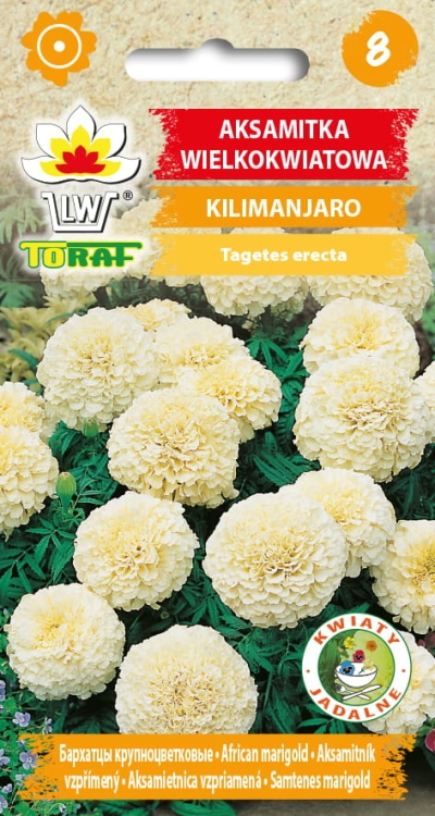 aksamitka-kilimanjaro-nasiona-kwiatow.jpg