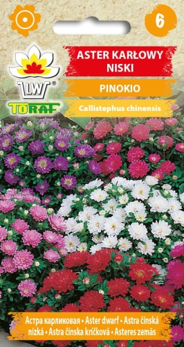 aster-karlowy-pinokio-nasiona-kwiatow.jpg