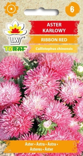 aster-karlowy-ribbon-red-nasiona-kwiatow.jpg