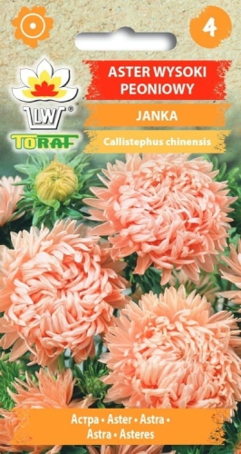 aster-peoniowy-janka-nasiona-kwiatow.jpg